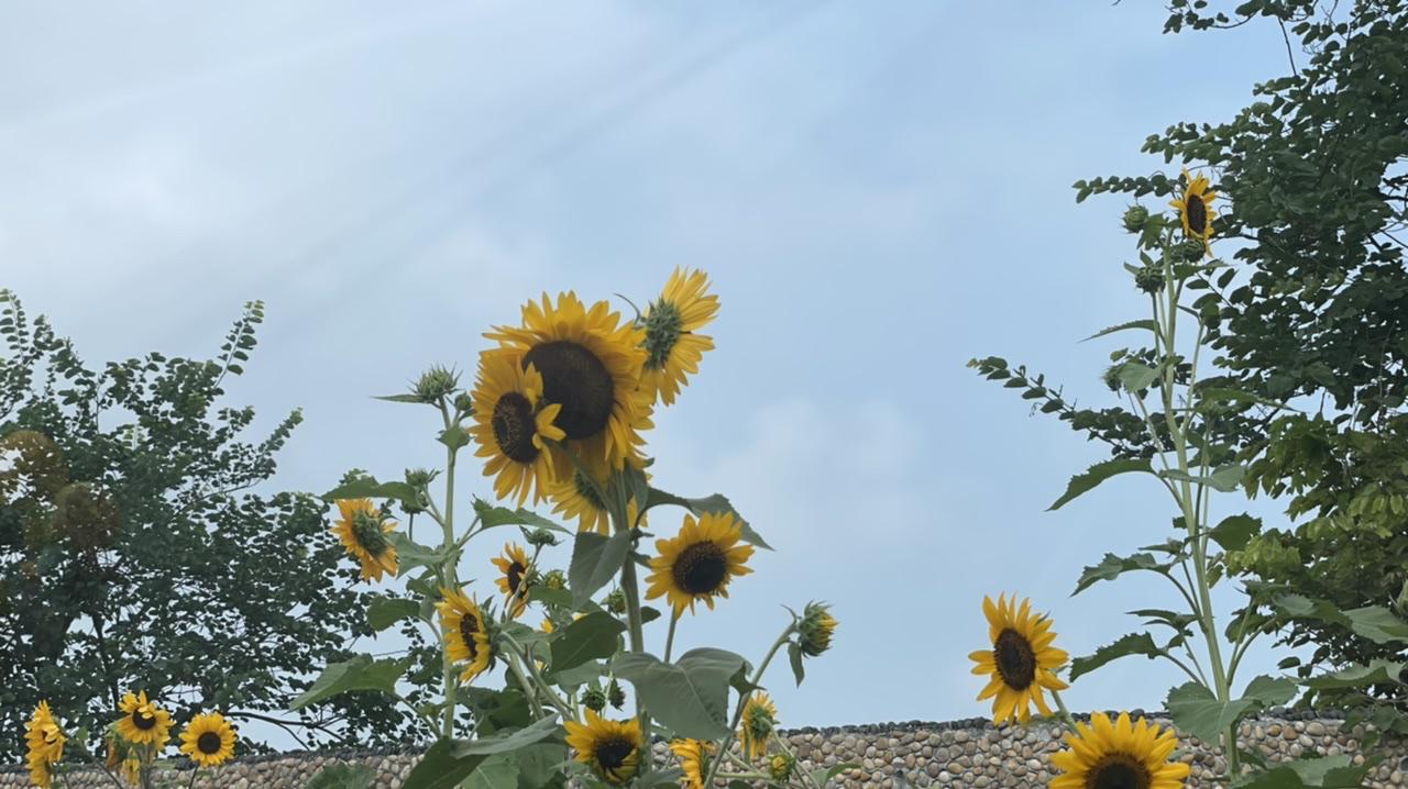 每日一图｜盛夏三伏天儿