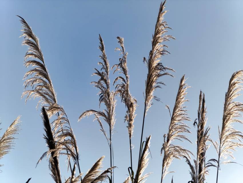 芦苇开花了，芦花飘飘，白白的，软软的，像一簇簇轻盈的羽毛，在风中摇曳。